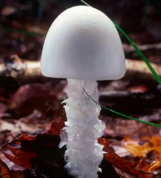 世界十大可致命毒蘑菇
