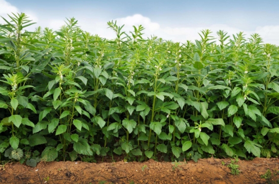 黑芝麻的种植方法：芝麻为喜温作物，其发芽、出苗要求稳定的适宜温度。
