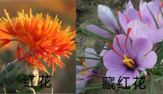 红花和藏红花的区别
