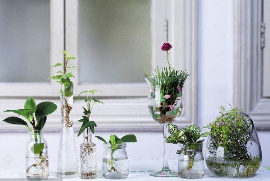 水培植物的方法 简单易学的10植物水培方法 总有一款适合你 花语网