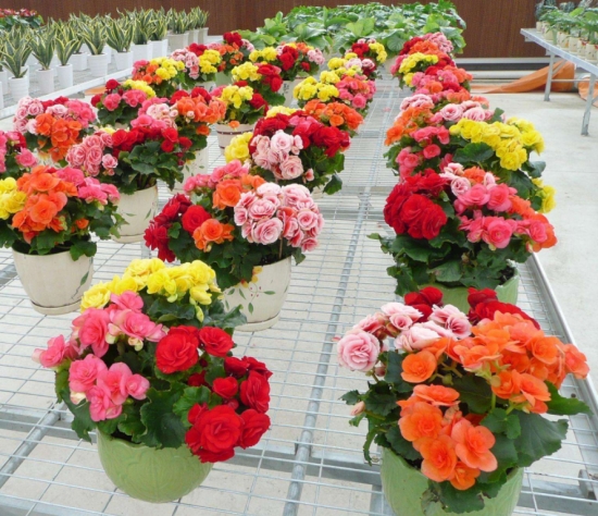 丽格海棠开花时间：丽格海棠的花期长，从4月份到6月份以及9月份到12月份