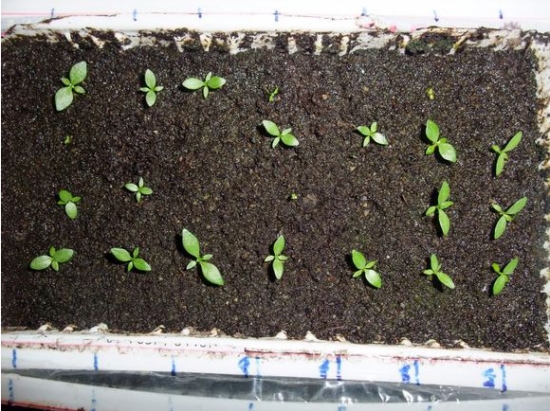 洋桔梗如何种植：播种要根据品种的不同而提前两个月移植