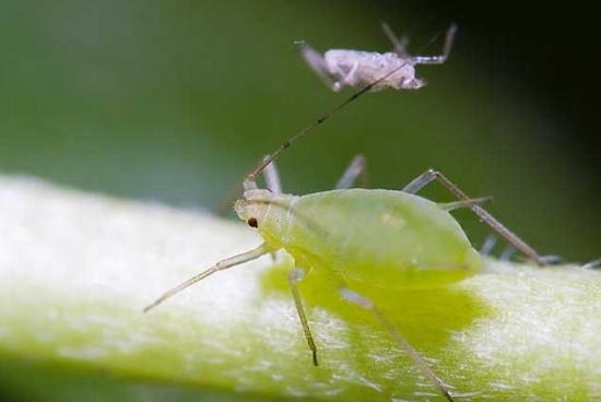 5种常见植物害虫防治方法 花语网