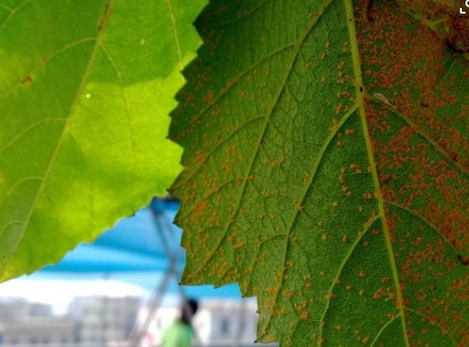 5种常见植物害虫防治方法