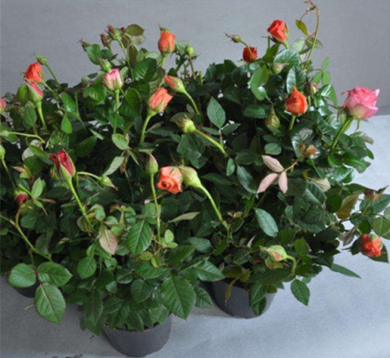 玫瑰花的繁殖方法：常用嫁接、扦插或压条等方法繁殖