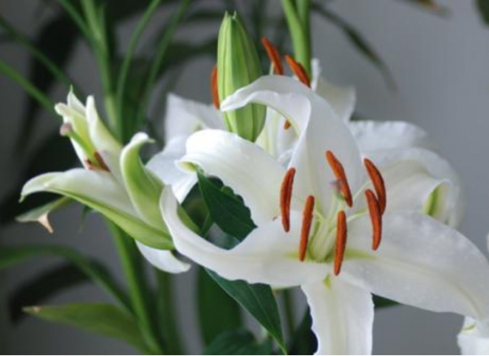 百合花为什么要摘掉花蕊 为了不影响美观及延长百合花的花期 花语网