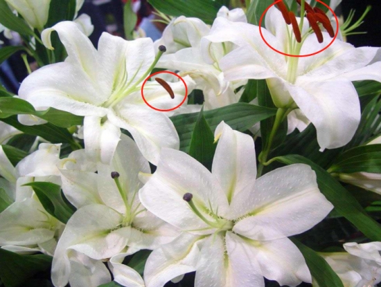 百合花为什么要摘掉花蕊：为了不影响美观及延长百合花的花期