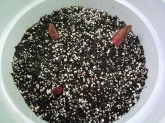 百合花种球种植方法：进口种球在秋季种植，其他的可以等到来年春季种植