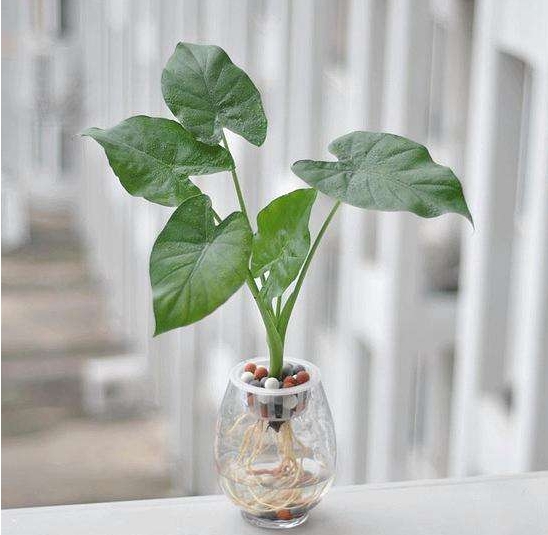 水培植物用透明花瓶还是不透明的花瓶