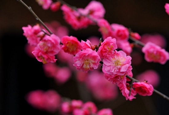 桃花和梅花的区别：桃花颜色一般为粉红色或淡粉色，梅花的颜色种类多也比较深