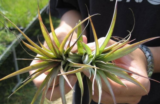 空气凤梨的分株繁殖方法：根据母株的生长状况，将新生的侧芽和母株分离分别栽植