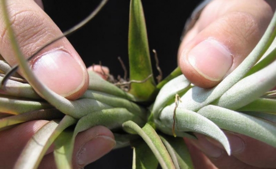空气凤梨的分株繁殖方法：根据母株的生长状况，将新生的侧芽和母株分离分别栽植