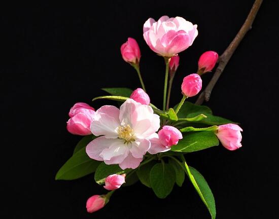 海棠花什么时候开，农历3月到5月/一年只开一次花