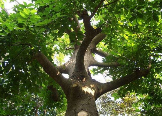 科普：世界上最危险的树，每一种都能轻易致人死亡！