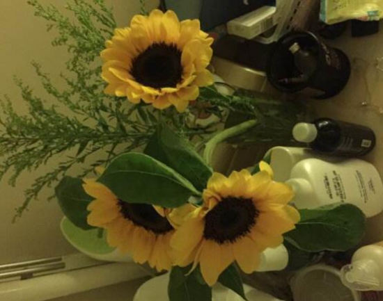 向日葵可以放在卧室吗？可以放/但是最好买观赏性向日葵