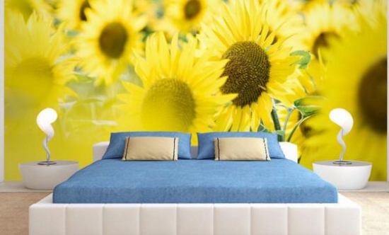 向日葵可以放在卧室吗？可以放/但是最好买观赏性向日葵