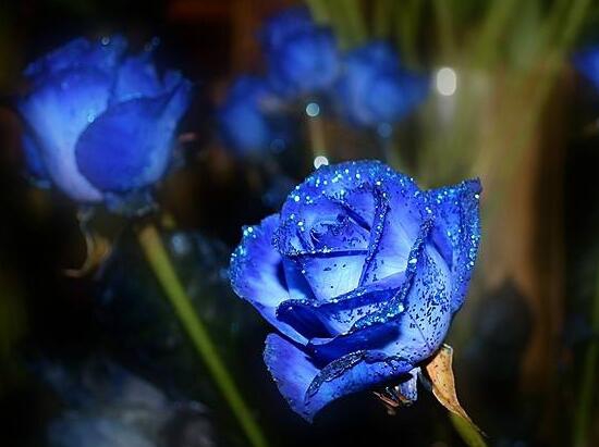 蓝色妖姬花语是什么，清纯的爱