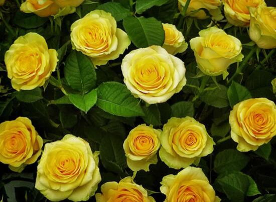 黄玫瑰的花语是什么，真挚的友谊/消逝的爱情