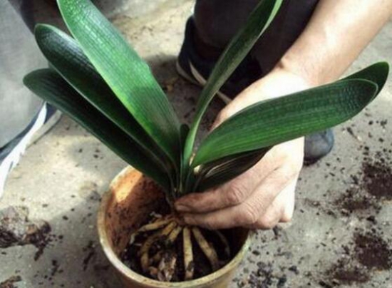 君子兰用什么肥料最好？带硬壳的植物种子最利于生长吸收