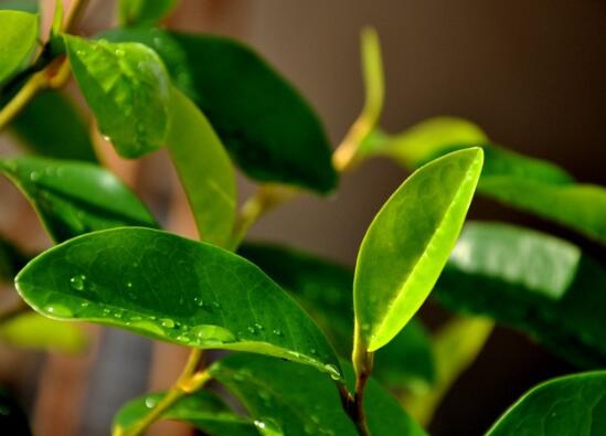 茶花叶子发黑掉了是什么原因？5种方法教你防治病虫侵害