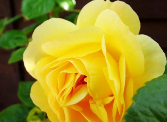 黄玫瑰的花语是什么，真挚的友谊/消逝的爱情