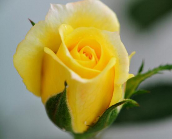 黄玫瑰的花语是什么,真挚的友谊\/消逝的爱情