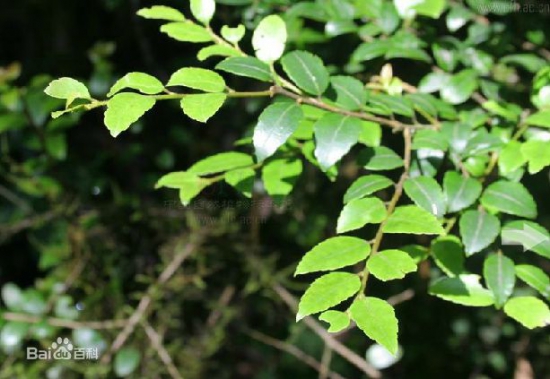 冬青树种类有哪些，盘点七种常见的冬青树