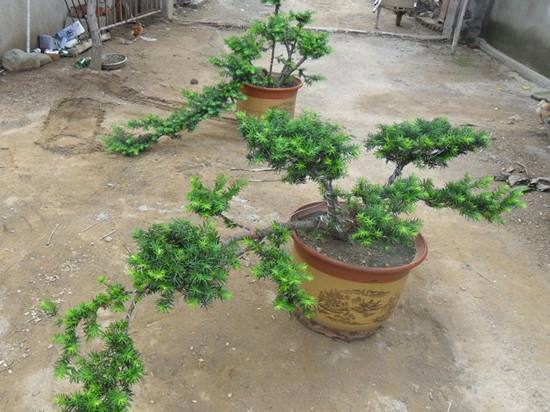 曼地亚红豆杉怎么种植，五个技巧帮你培育出美丽的红豆杉