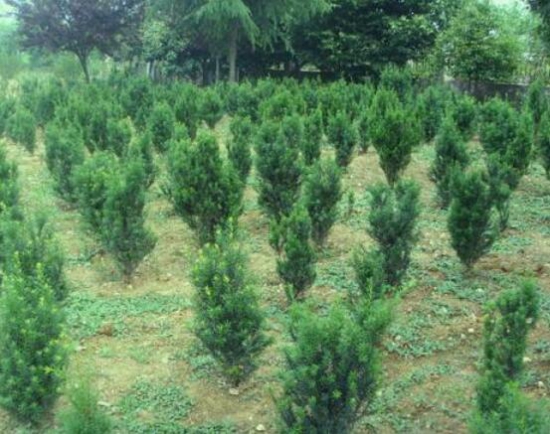 红豆杉用什么肥料好，富含氮磷钾的复合肥或有机肥
