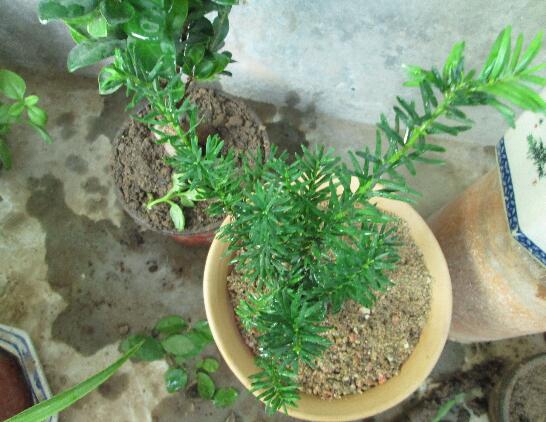红豆杉用什么肥料好，富含氮磷钾的复合肥或有机肥