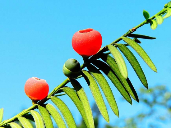 红豆杉的功效与作用，有八大功效全身是宝