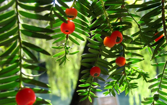 红豆杉的功效与作用，有八大功效全身是宝