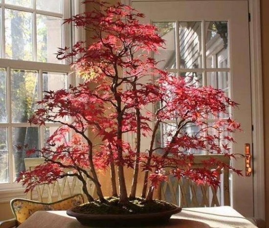 红枫树移栽注意事项，每年3月和10月移栽最佳
