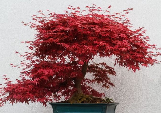红枫树移栽注意事项，每年3月和10月移栽最佳