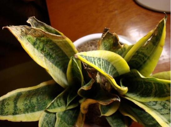 虎皮兰怎么养最好，学会五个技巧让它绿叶常青