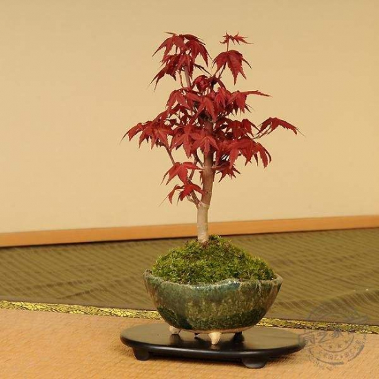 日本红枫盆景怎么养，六个小细节养出美丽红枫