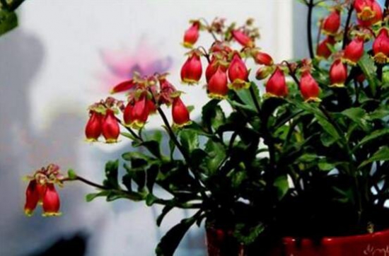 宫灯长寿花怎么养，四个步骤教你养出美丽的长寿花