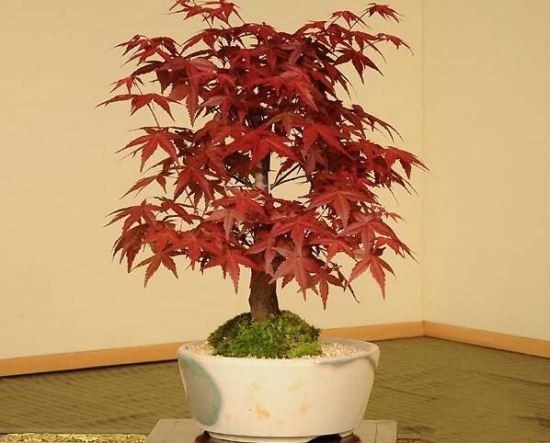 日本红枫盆景怎么养，六个小细节养出美丽红枫