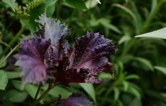 紫苏是什么，生存力超强的草本植物/可食用可入药