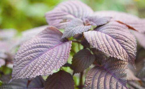 紫苏是什么，生存力超强的草本植物/可食用可入药