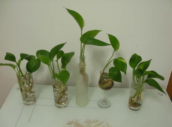 绿萝怎么繁殖最快，用对方法一个月就能生根发芽
