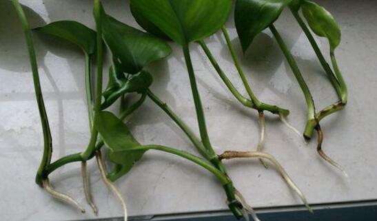 绿萝怎么繁殖最快，用对方法一个月就能生根发芽