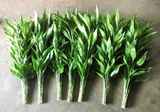 金边富贵竹可以水养吗，可以/七个步骤帮你养出绿油油的富贵竹