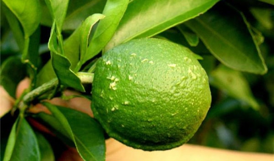 柑橘病虫害防治