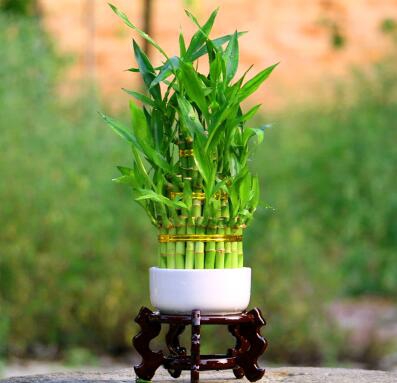 富贵竹的水养殖方法和注意事项，6个步骤帮你养出翠绿富贵竹