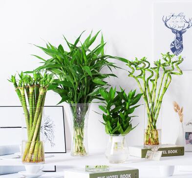 富贵竹的水养殖方法和注意事项，6个步骤帮你养出翠绿富贵竹
