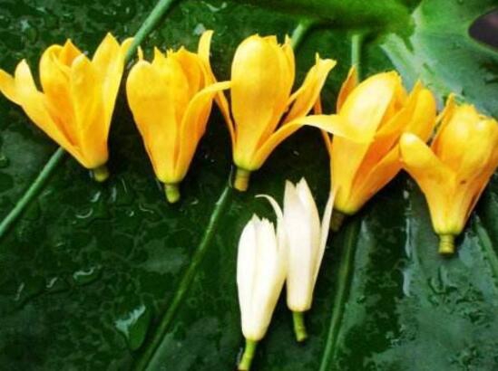白蘭花和黃桷蘭的區別，三種方法教你一眼識別
