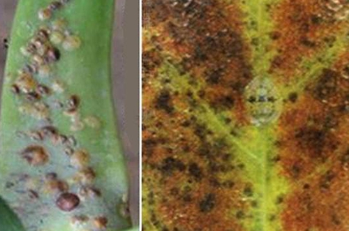 玉树常见的病虫害防治，4种方法让玉树远离病害虫