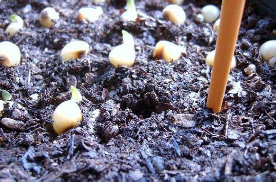 君子兰种子种植方法和注意事项，种子需浸泡后及时播种