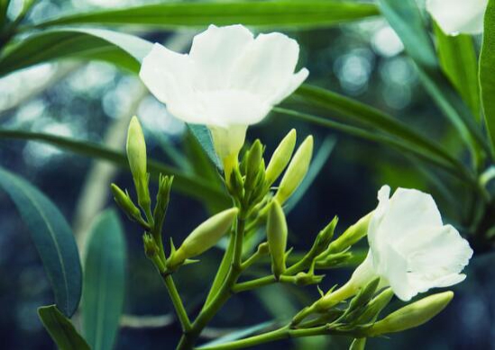 栀子花什么时候开花 栀子花花期在5 8月 6月底最旺盛 花语网
